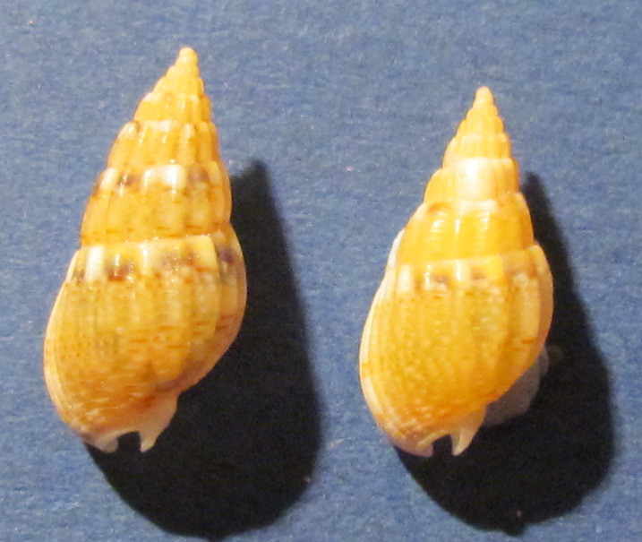 Nassarius sp